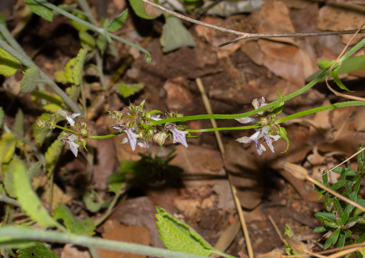 Image of Stachys distans specimen.