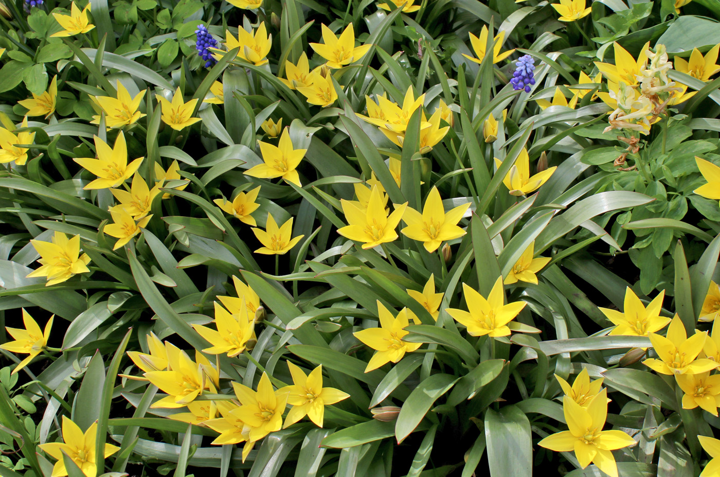 Изображение особи Tulipa urumiensis.