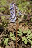 Corydalis solida