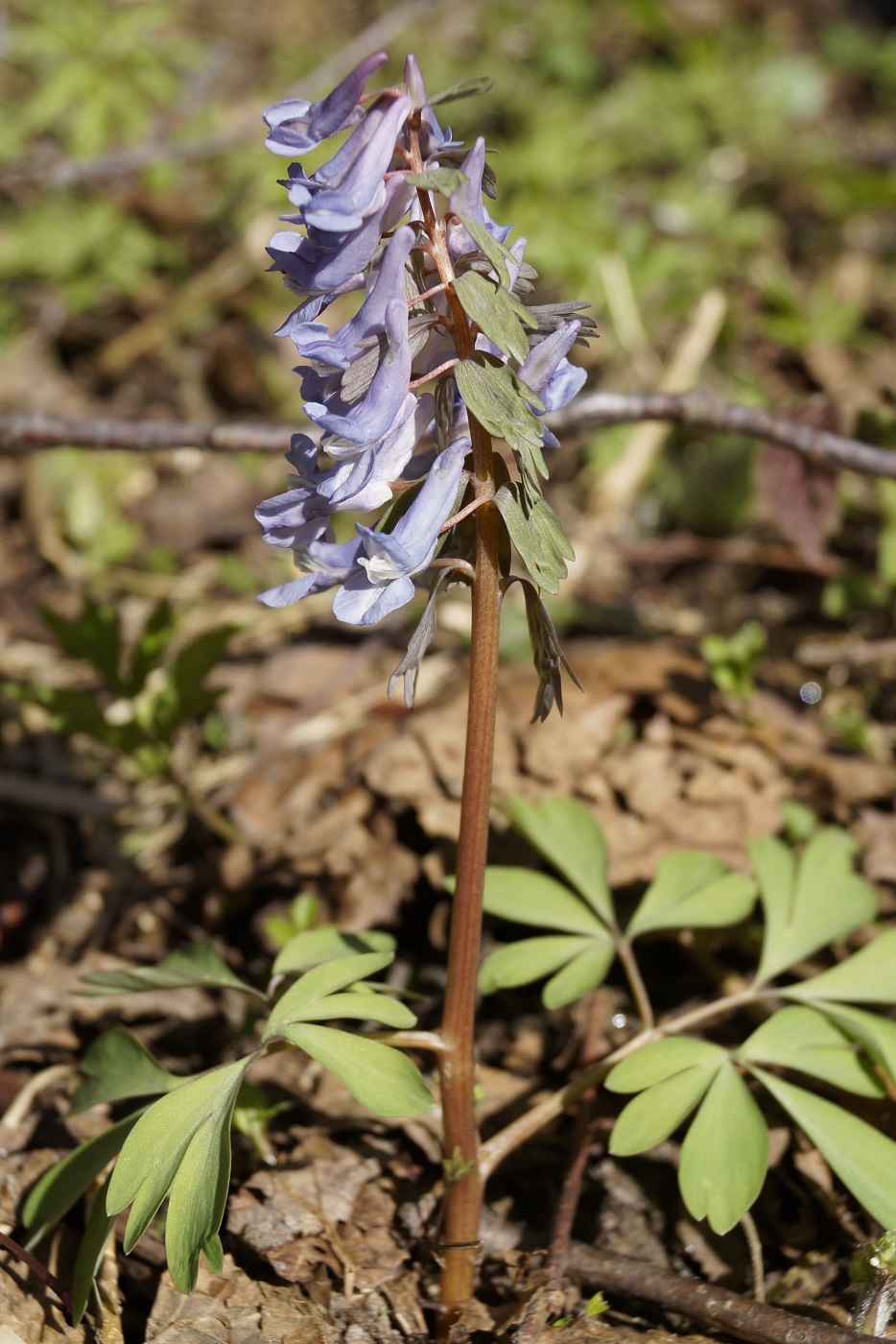 Image of Corydalis solida specimen.