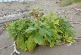 Senecio pseudoarnica