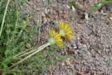 Taraxacum krasnikovii. Верхушки побегов с соцветиями (вид с боку) и листья. Томская обл., г. Томск, Академгородок, у дороги. 19.05.2022.