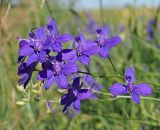 Delphinium consolida