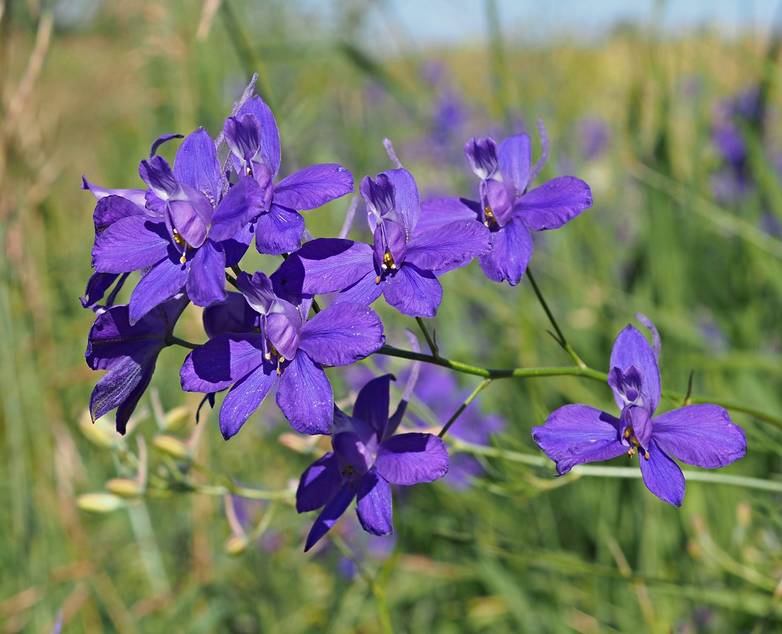 Image of Delphinium consolida specimen.