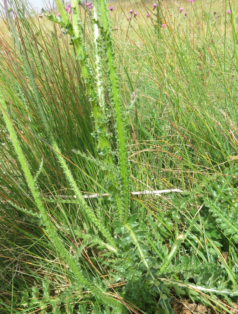 Image of Carduus kerneri specimen.