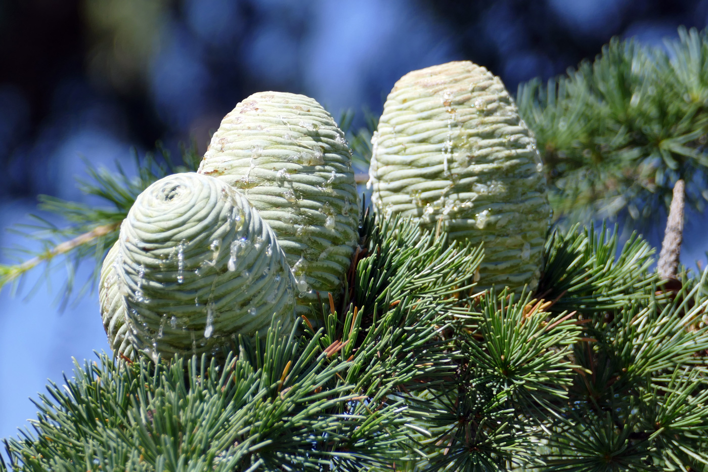 Изображение особи Cedrus deodara.