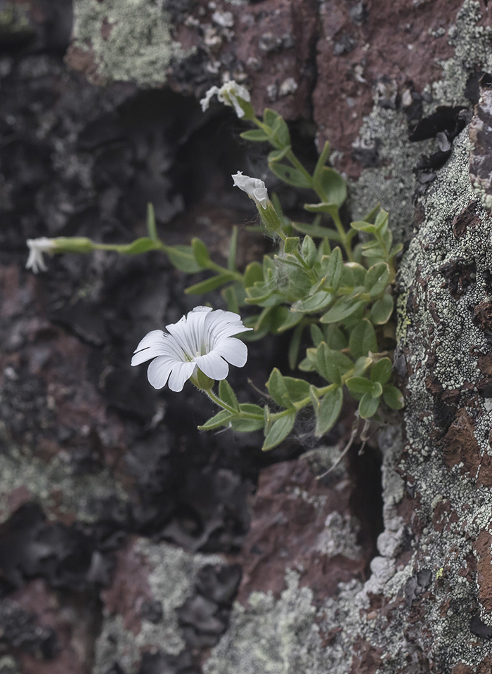 Image of Cerastium polymorphum specimen.