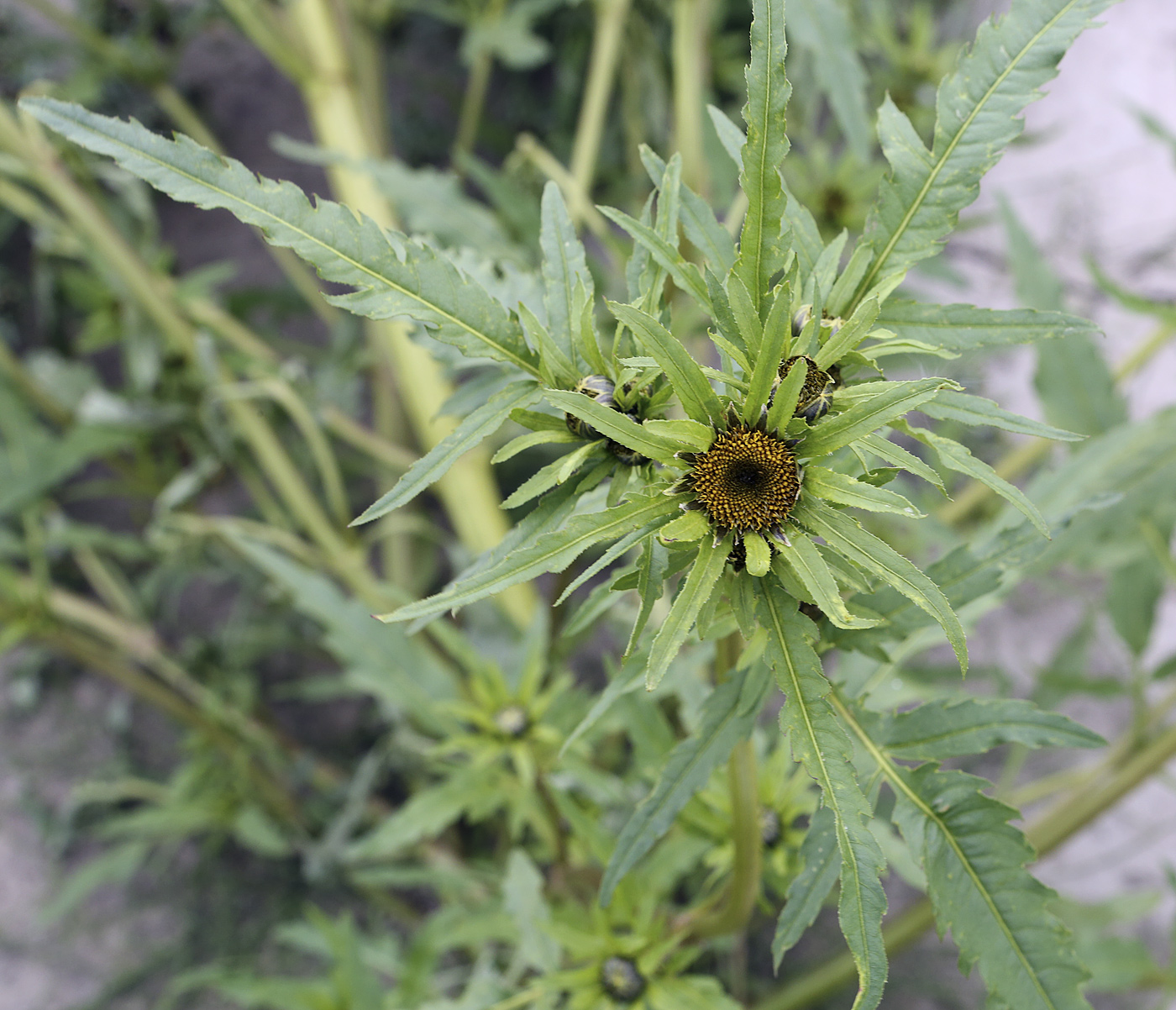 Image of Bidens radiata specimen.