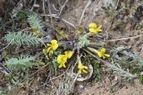 Astragalus alatavicus