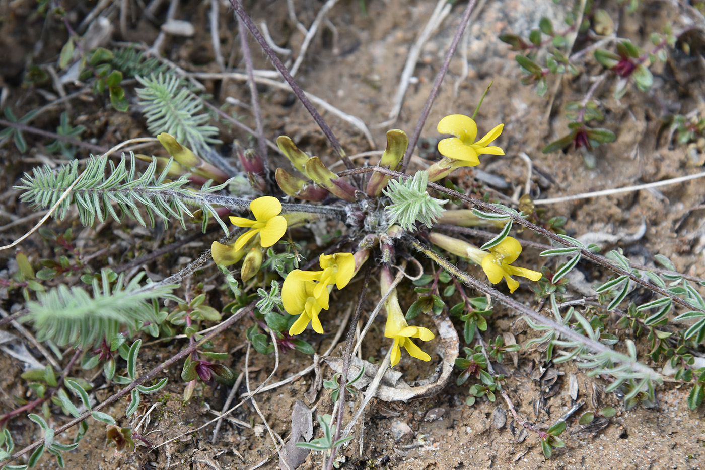 Изображение особи Astragalus alatavicus.