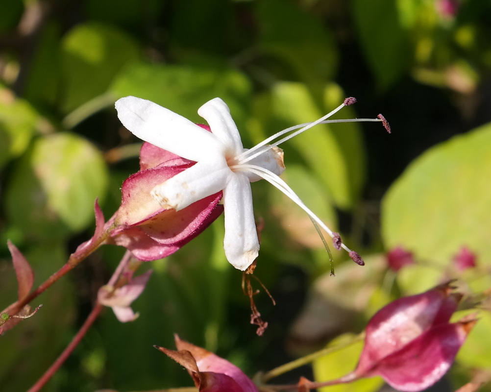 Image of Clerodendrum trichotomum specimen.