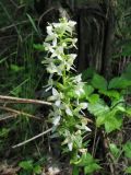 Platanthera zhelesnajae