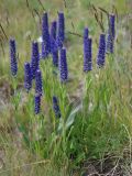 Veronica porphyriana. Цветущие растения. Алтай, плоскогорье Укок, Джумалинские ключи, ≈ 2400 м н.у.м., горная степь. 22.07.2010.