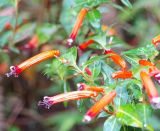 Cuphea ignea. Верхушка побега с цветками. Абхазия, г. Сухум, Сухумский ботанический сад. 25.09.2022.