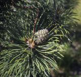 Pinus mugo