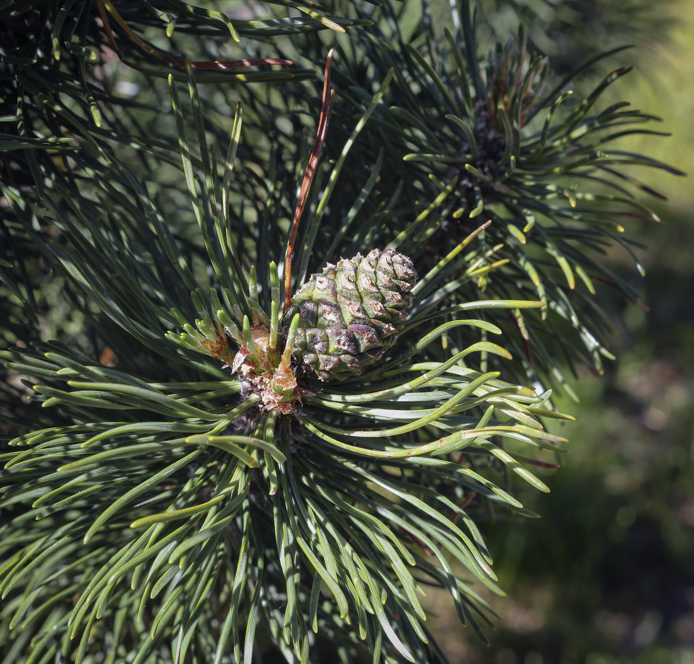 Изображение особи Pinus mugo.