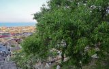 Persica vulgaris. Ветви дерева с незрелыми плодами. Дагестан, г. Дербент, в культуре. 04.05.2022.