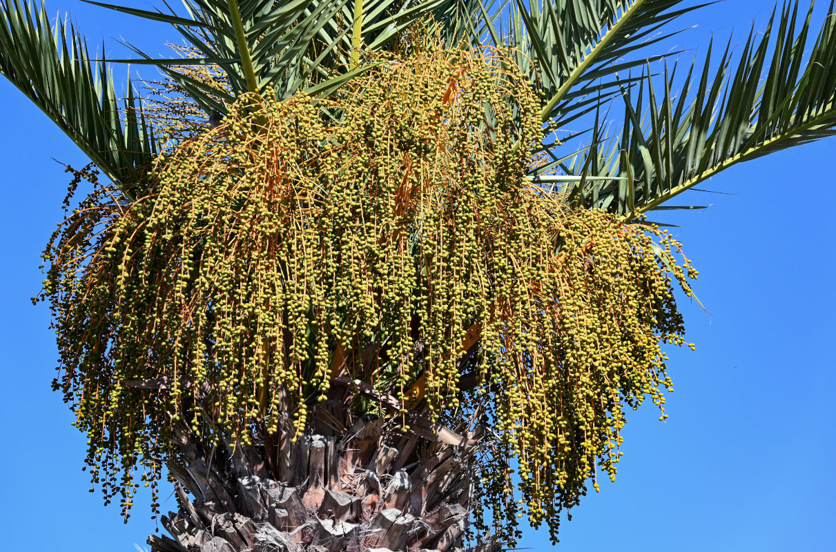 Изображение особи Phoenix canariensis.