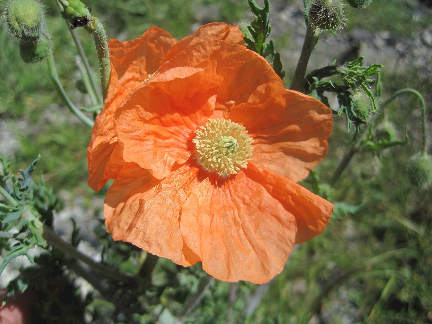 Image of Papaver fugax specimen.