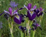 Iris versicolor. Верхушки цветущих растений. Санкт-Петербург, парк Ботанического сада БИН РАН, в культуре. 21.06.2021.