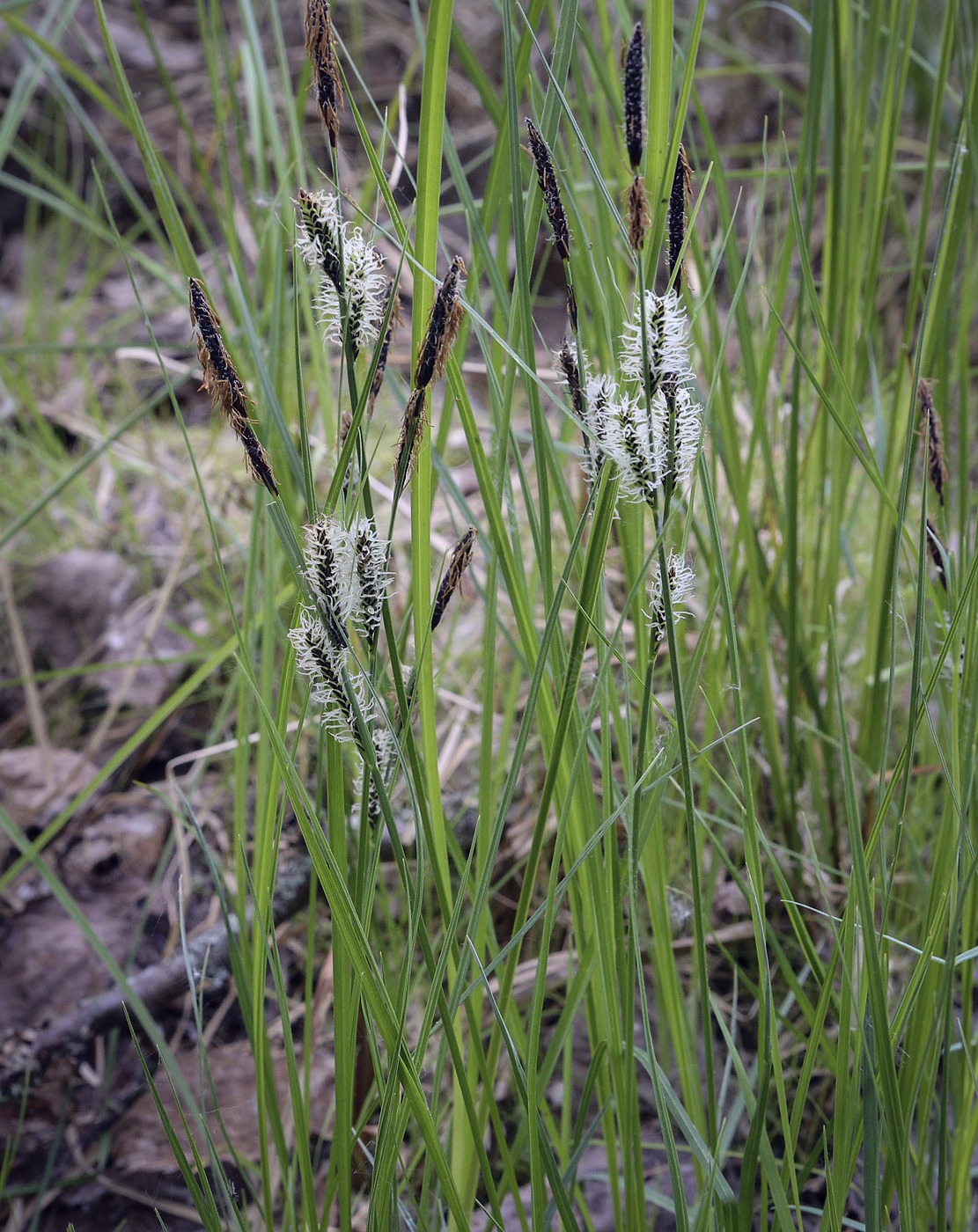 Изображение особи Carex acuta.