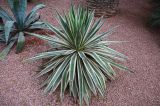 Agave angustifolia