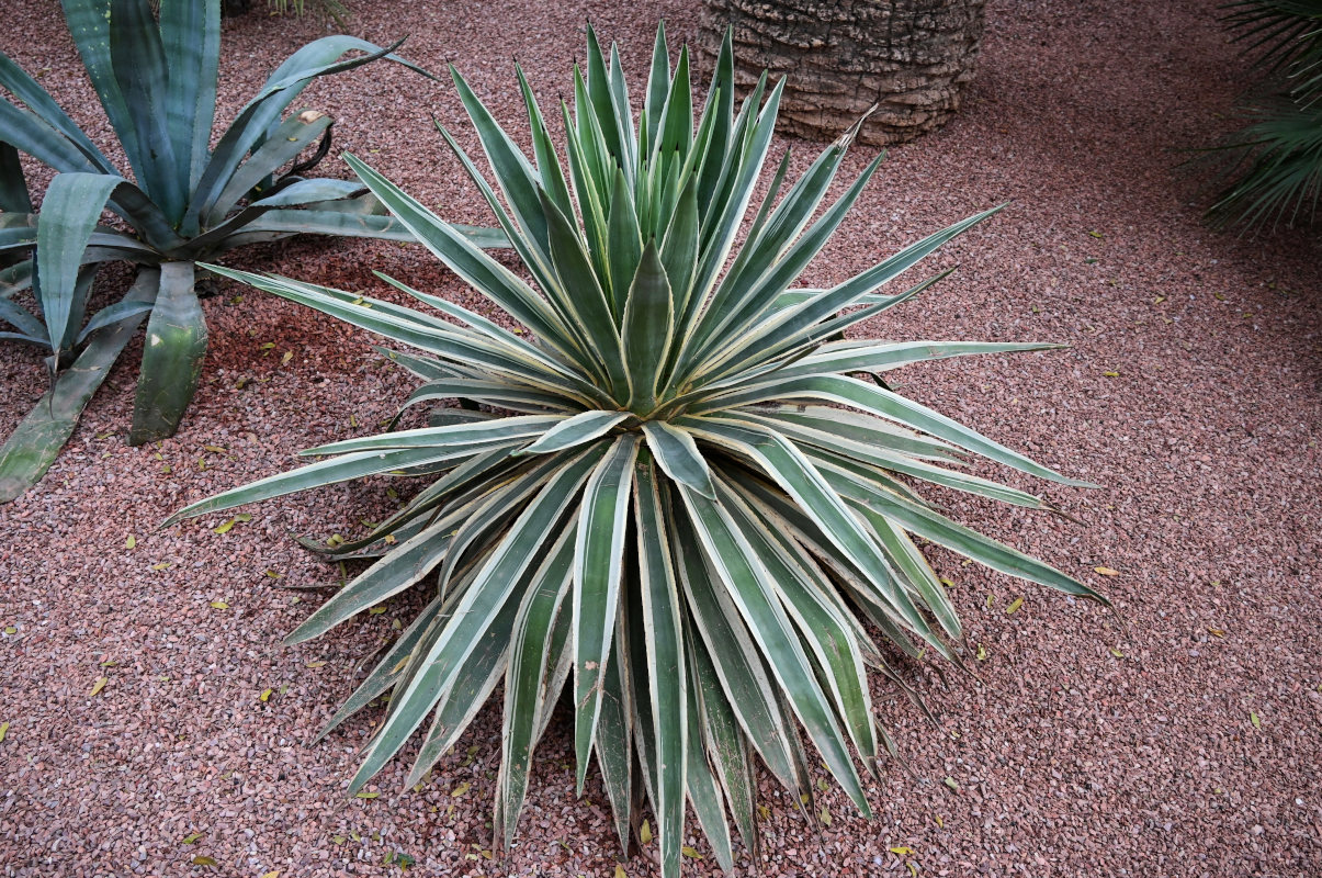 Изображение особи Agave angustifolia.