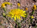 Crepis tectorum. Соцветия. Свердловская обл., окр. г. Североуральск, берег р. Оленья, известняковая щебёнка. 29.06.2010.