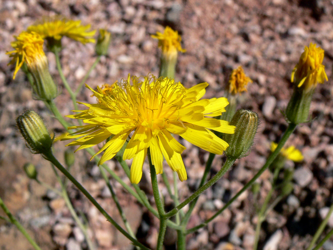 Изображение особи Crepis tectorum.