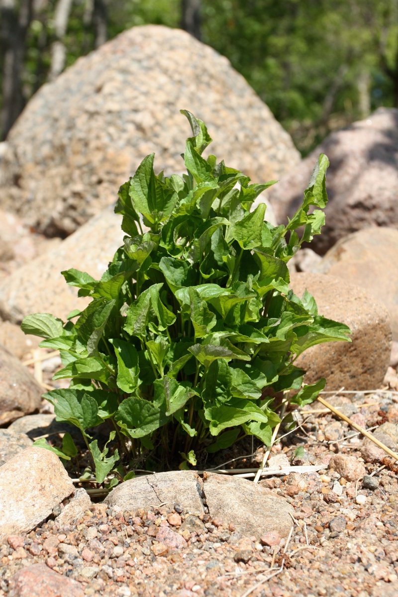 Изображение особи Viola &times; litoralis.