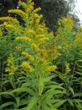 Solidago gigantea. Верхушки цветущих растений. Беларусь, Гродненская обл., Новогрудский р-н, окр. дер. Новые Лагодки, опушка смешанного елово-дубового леса. 04.09.2021.