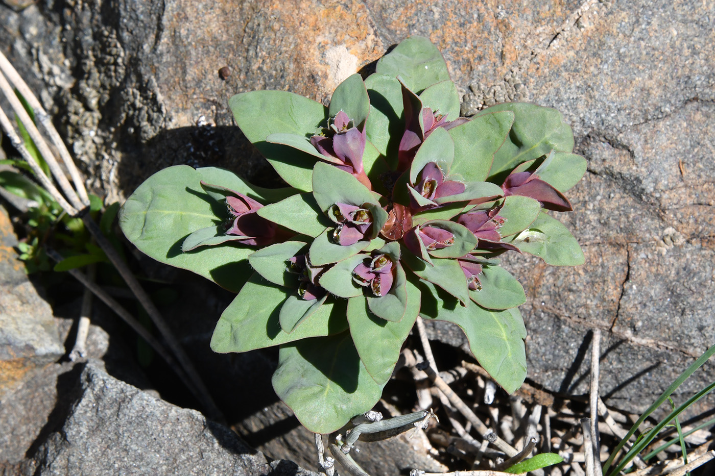 Изображение особи Euphorbia rapulum.