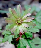 Anemone banketovii