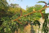 Gleditsia &times; texana