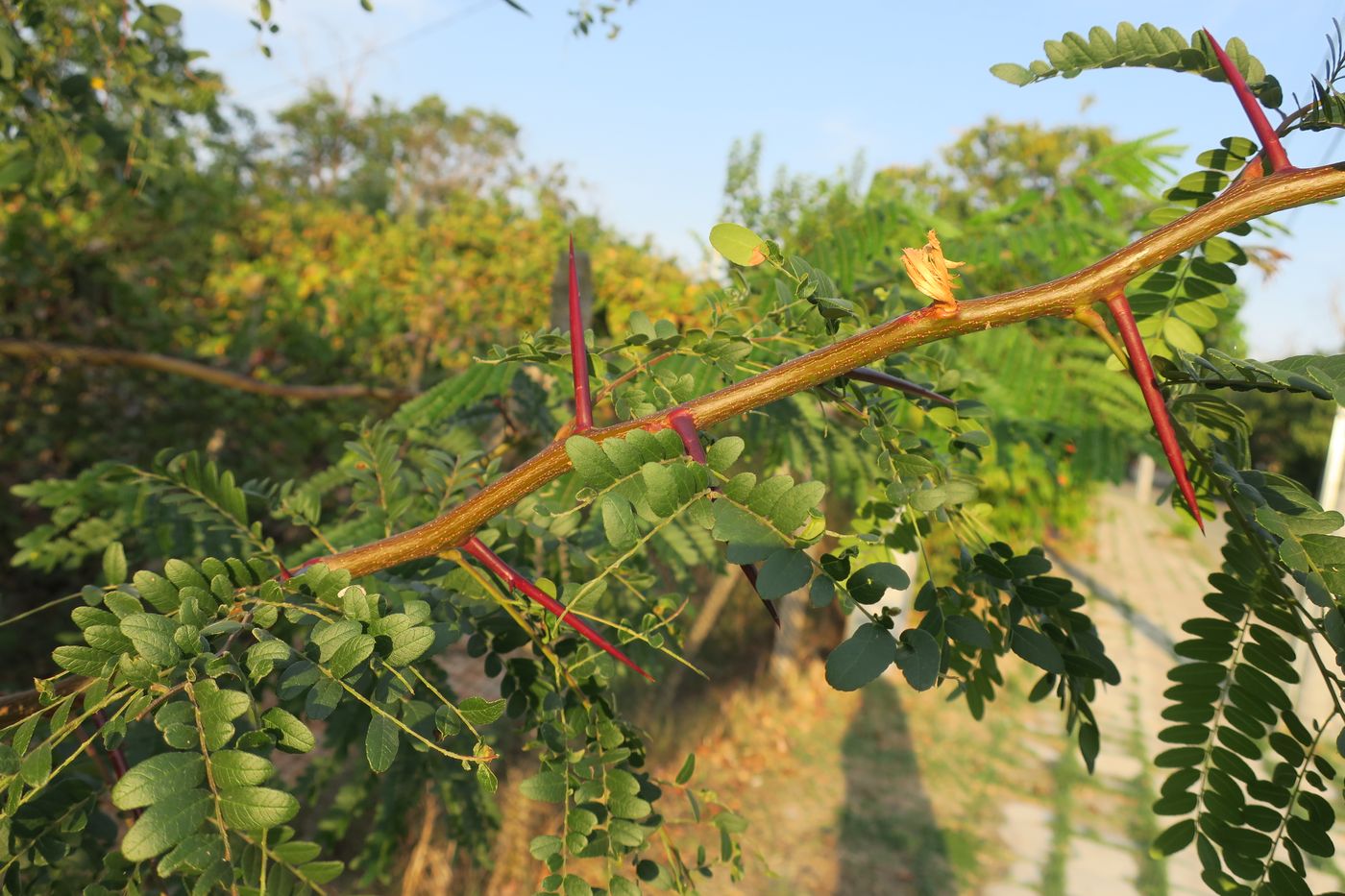 Image of Gleditsia × texana specimen.