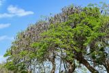 Delonix regia. Кроны плодоносящих деревьев. Египет, мухафаза Эль-Гиза, г. Эль-Гиза, в культуре. 28.04.2023.