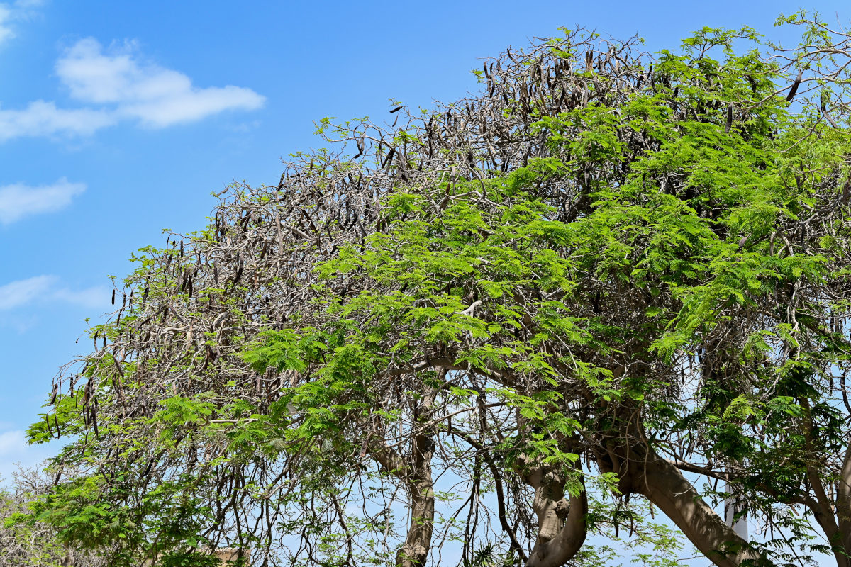 Image of Delonix regia specimen.