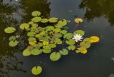 Nymphaea candida. Цветущее растение. Хакасия, Абакан, в пруду парка \"Вдохновение\", в культуре. 21.07.2018.