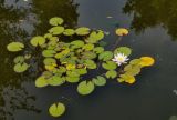 Nymphaea candida