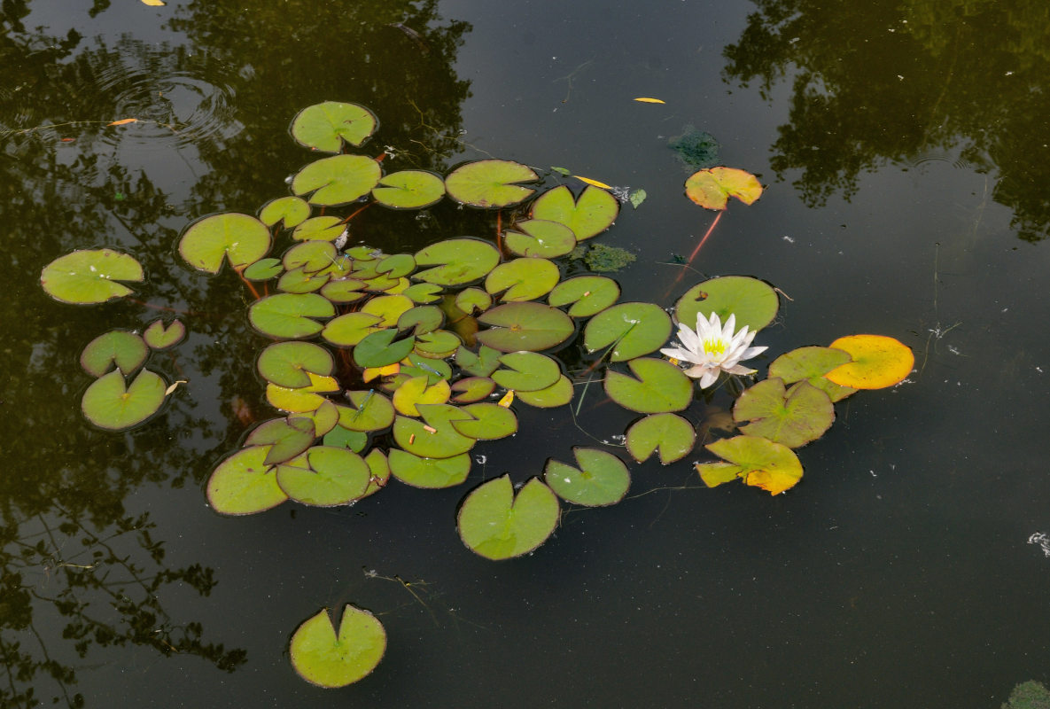 Image of Nymphaea candida specimen.