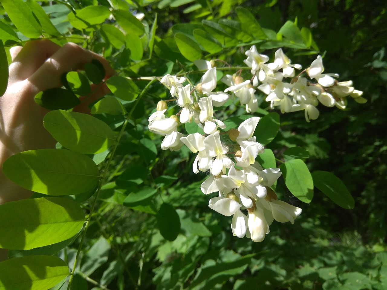 Image of Robinia pseudoacacia specimen.