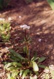 Valeriana tuberosa. Цветущее растение. Ростовская обл., Азовский р-н, с. Кугей, во дворе. Конец апреля 2005 г.