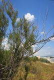 Tamarix ramosissima. Часть кроны с засохшими и зелёными ветками. Болгария, Бургасская обл., г. Несебр, природный заказник \"Песчаные дюны\", закреплённая дюна. 15.09.2021.