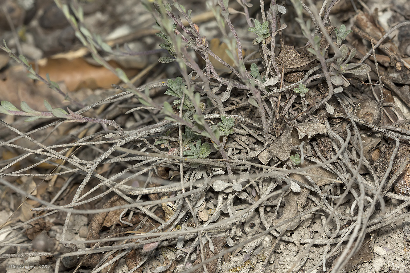 Изображение особи Alyssum trichostachyum.