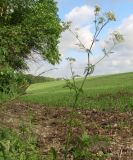 Anthriscus sylvestris