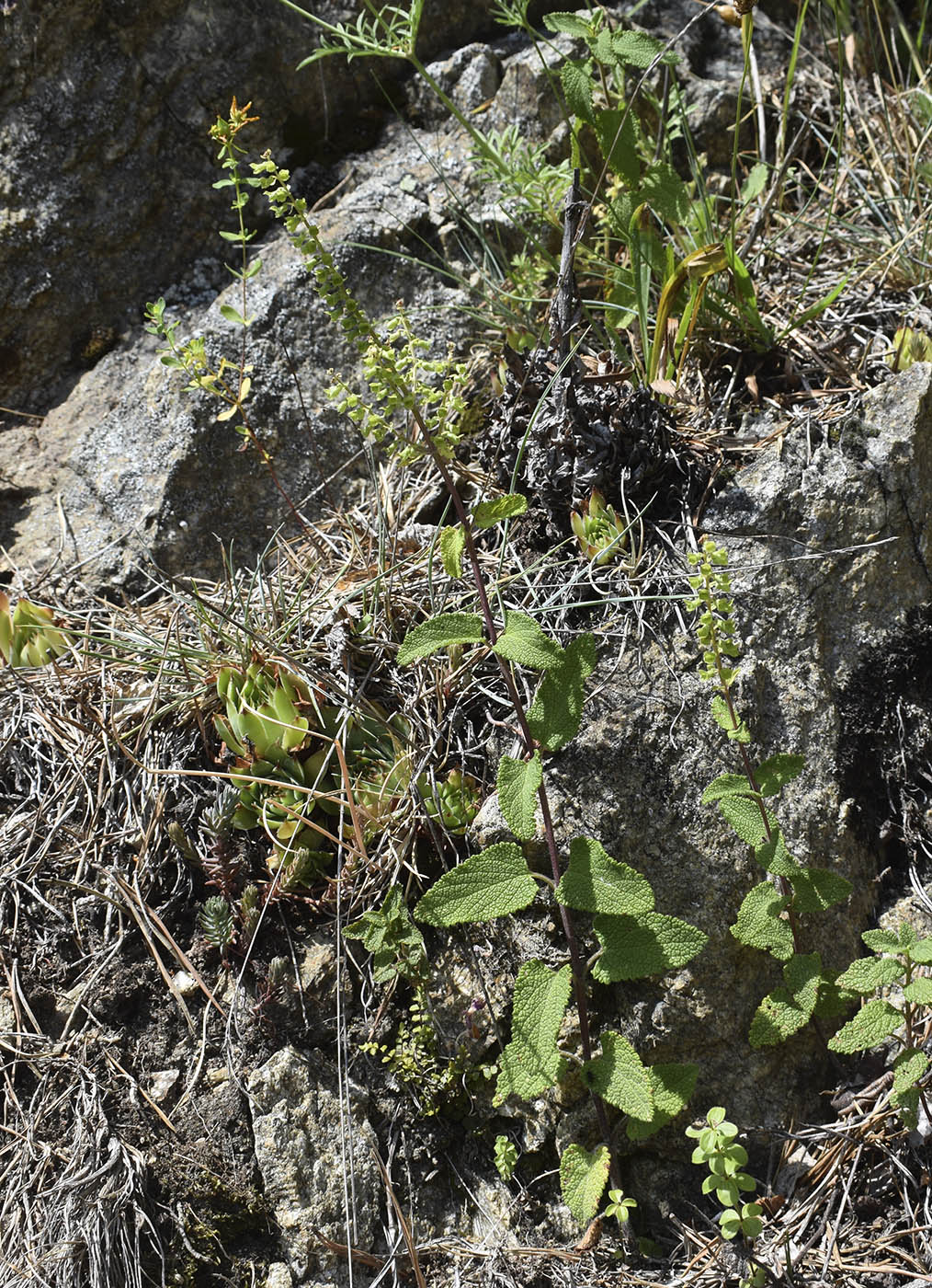 Изображение особи Teucrium scorodonia.