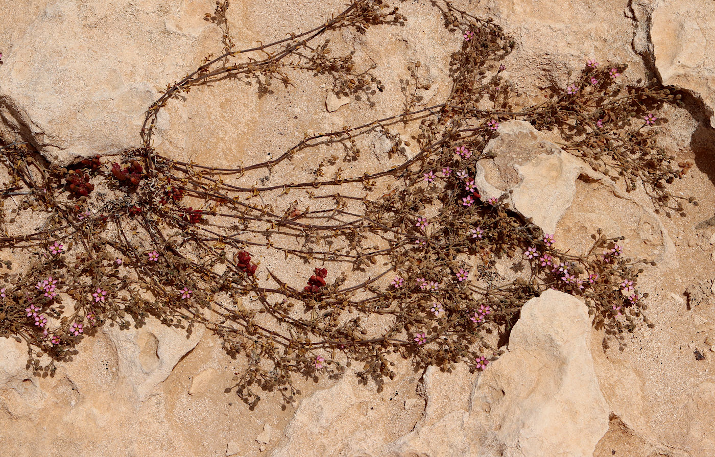 Image of Spergularia rubra specimen.