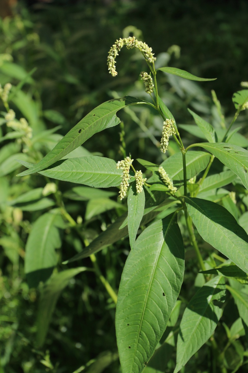 Изображение особи Persicaria scabra.