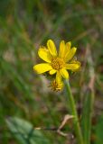 Tephroseris integrifolia. Соцветие. Мурманская обл., Кольский р-н, сельское поселение Териберка, о. Кильдин, окр. мыса Сундуки, приморская тундра. 24.06.2023.