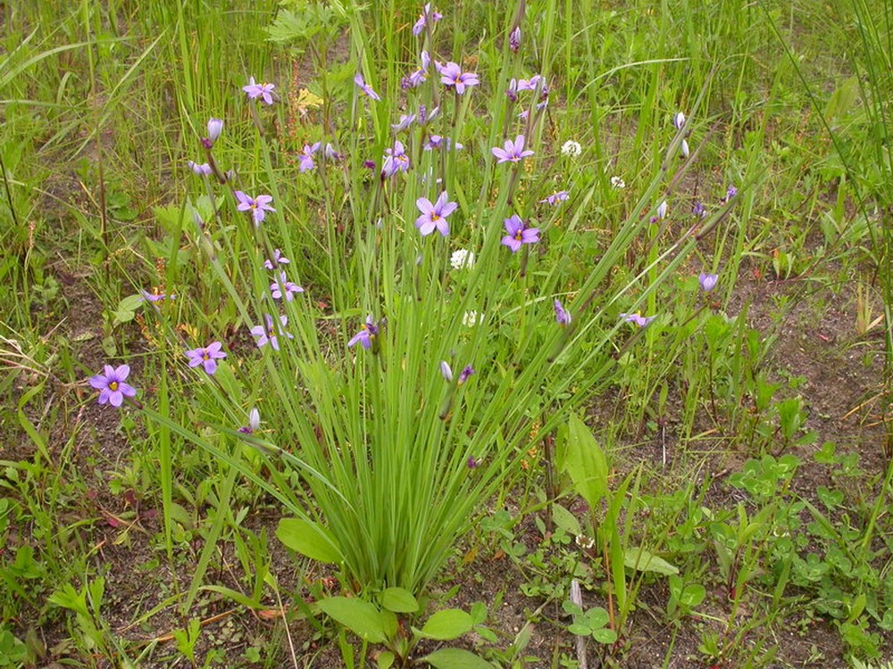 Изображение особи Sisyrinchium septentrionale.